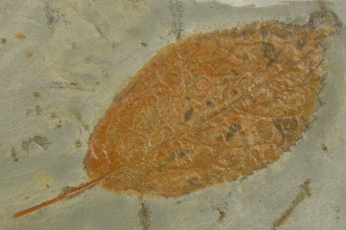 Paleocene Fossil Leaf (Fraxinus) - Montana #377946
